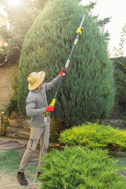 Geneva, NE Tree Removal Company